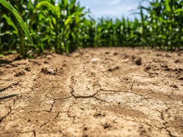 17 June 2026, Baden-Württemberg, Buggingen: Cracks are forming near Buggingen next to a cornfield. Photo: Silas Stein/dpa (Photo by Silas Stein/picture alliance via Getty Images)