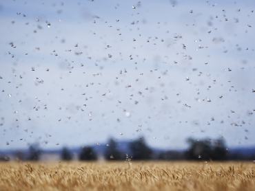 (AUSTRALIA OUT) Locusts in wheat fields in Binya, 20km east of Griffith in New South Wales. (Photo by James Brickwood/Sydney Morning Herald/Fairfax Media via Getty Images via Getty Images)