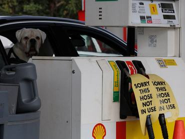 A dog looks out of a car window next to signs on empty fuel dispensers at a Shell petrol station that ran out of fuel, in Sydney, Australia, March 30, 2026. REUTERS/Hollie Adams