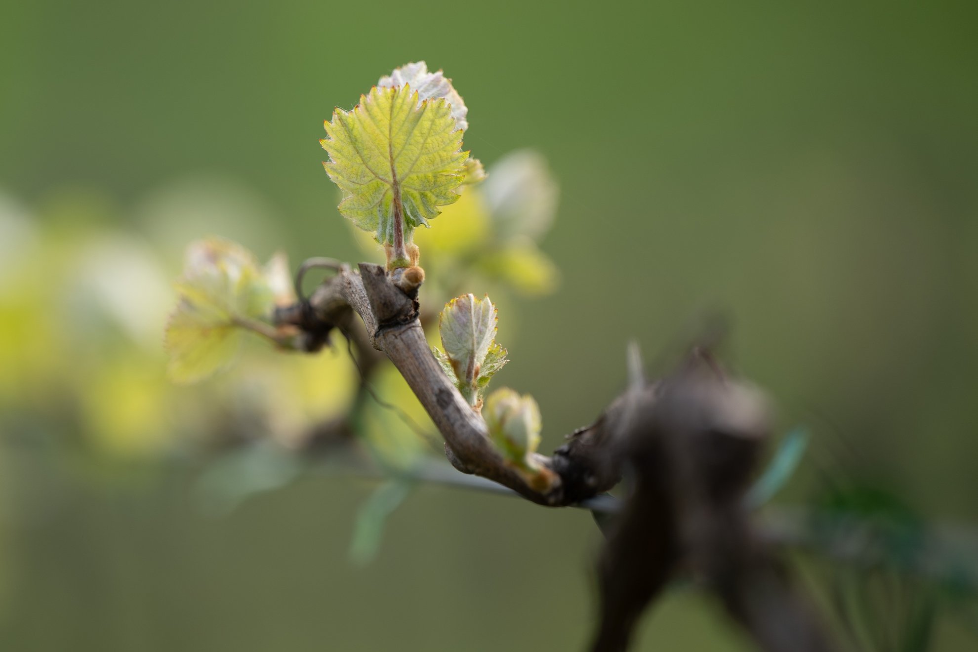 Elszoktunk már ettől, vasárnap jön a fekete leves