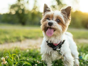 Biewer Yorkshire-Terrier dog in a park